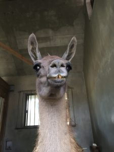 投稿の添付画像