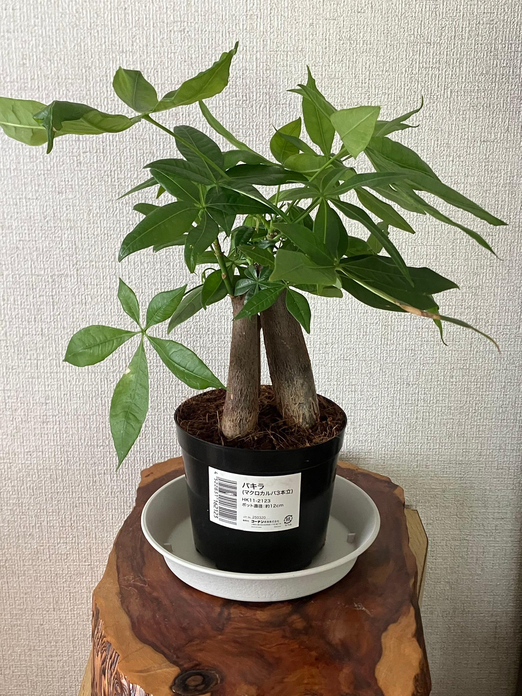 投稿の添付画像