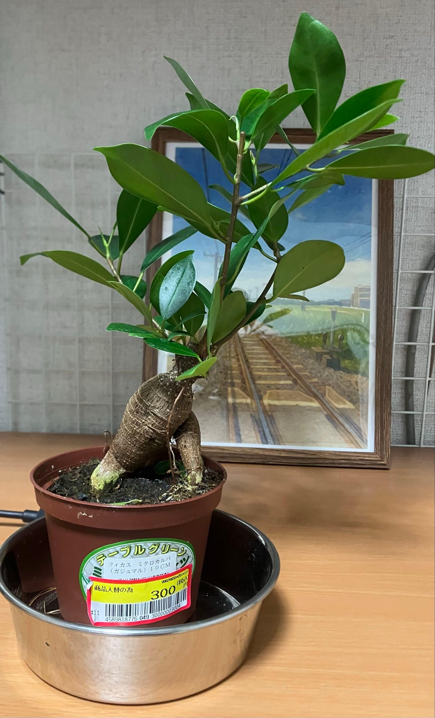 投稿の添付画像