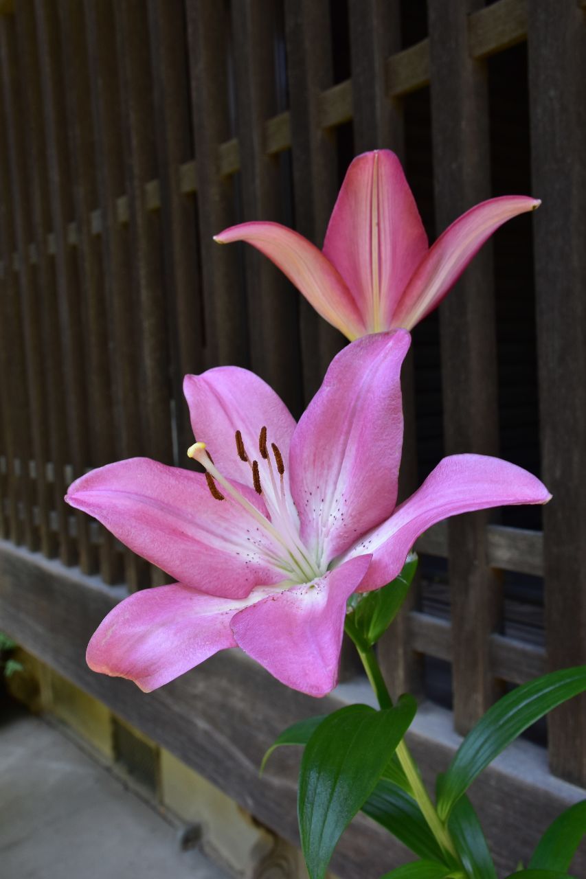 投稿の添付画像