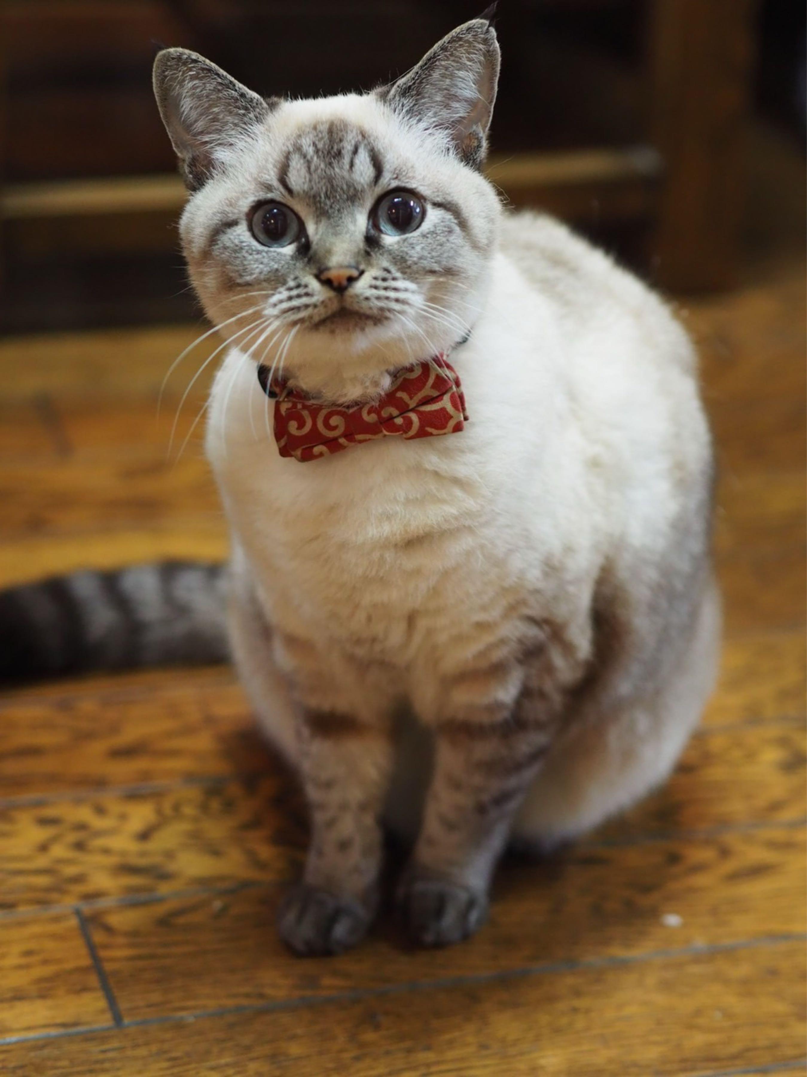 投稿の添付画像