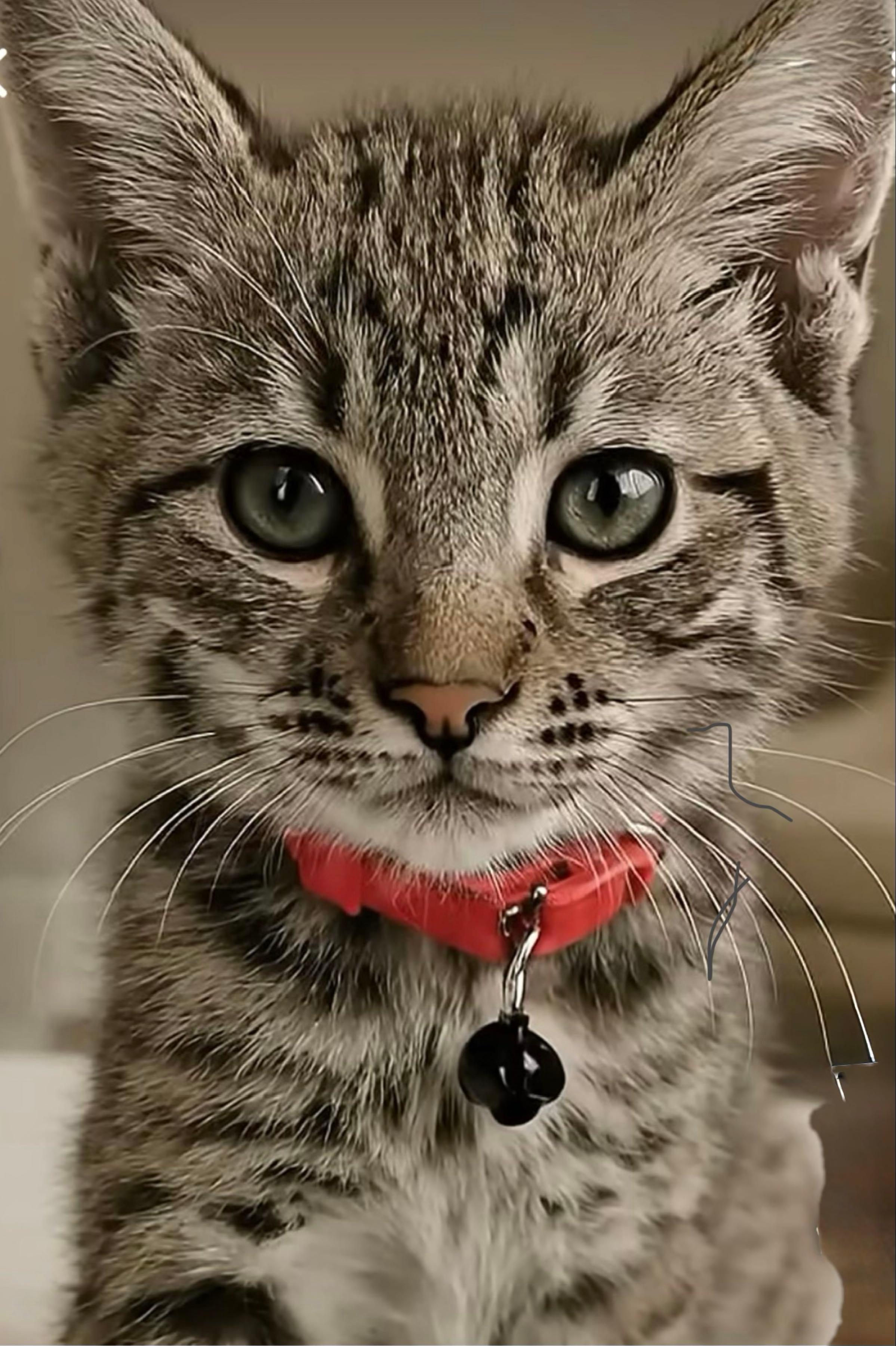 投稿の添付画像