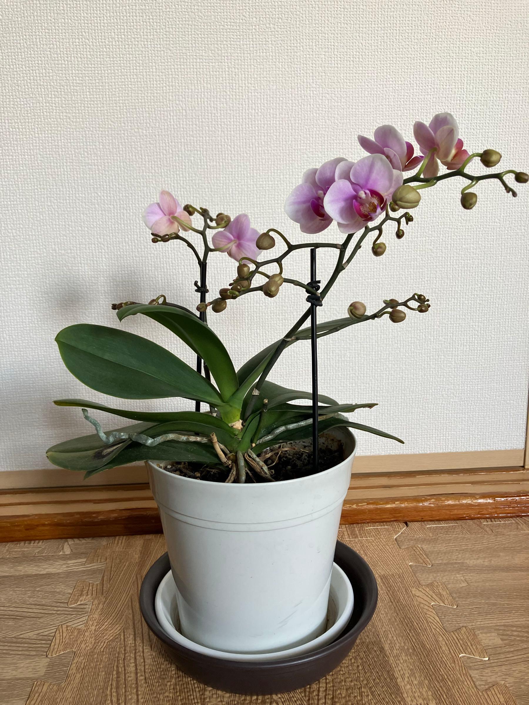 投稿の添付画像