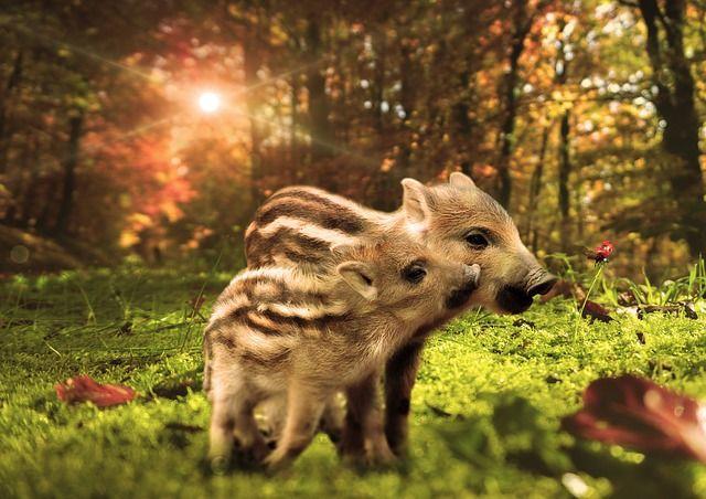 任天堂(株)【7974】：掲示板 - Yahoo!ファイナンス