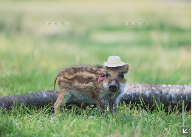 投稿の添付画像