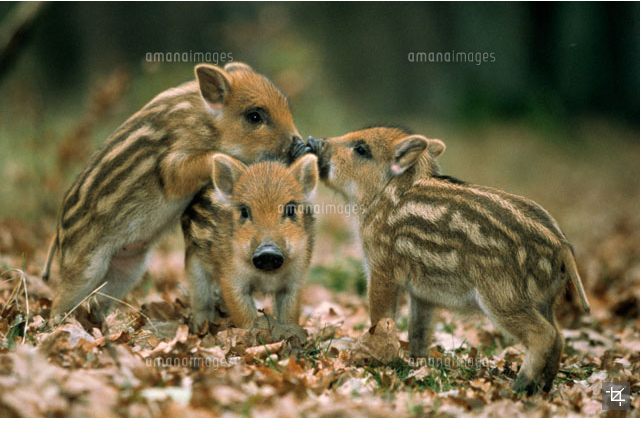 投稿の添付画像
