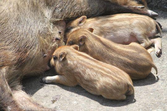 投稿の添付画像
