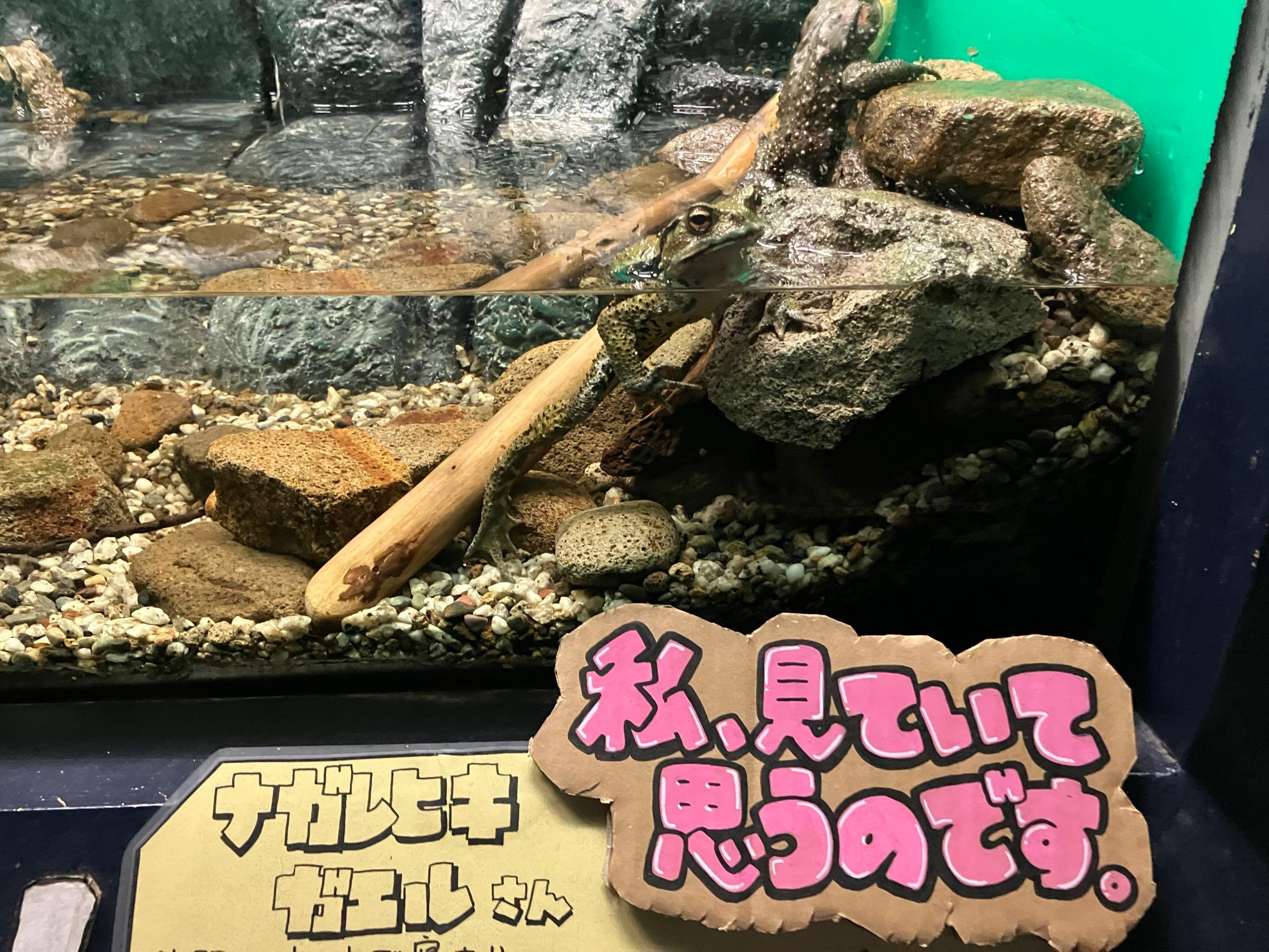 投稿の添付画像