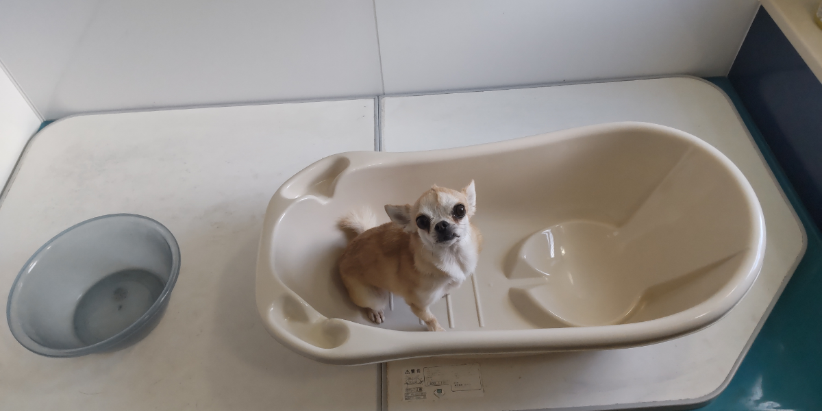 投稿の添付画像