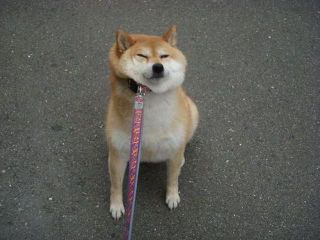 No Re 言い争ってる間に猫でもなでてた Hellip 3776 株 ブロードバンドタワー 19 02 23 19 02 25 株式掲示板 Yahoo ファイナンス掲示板