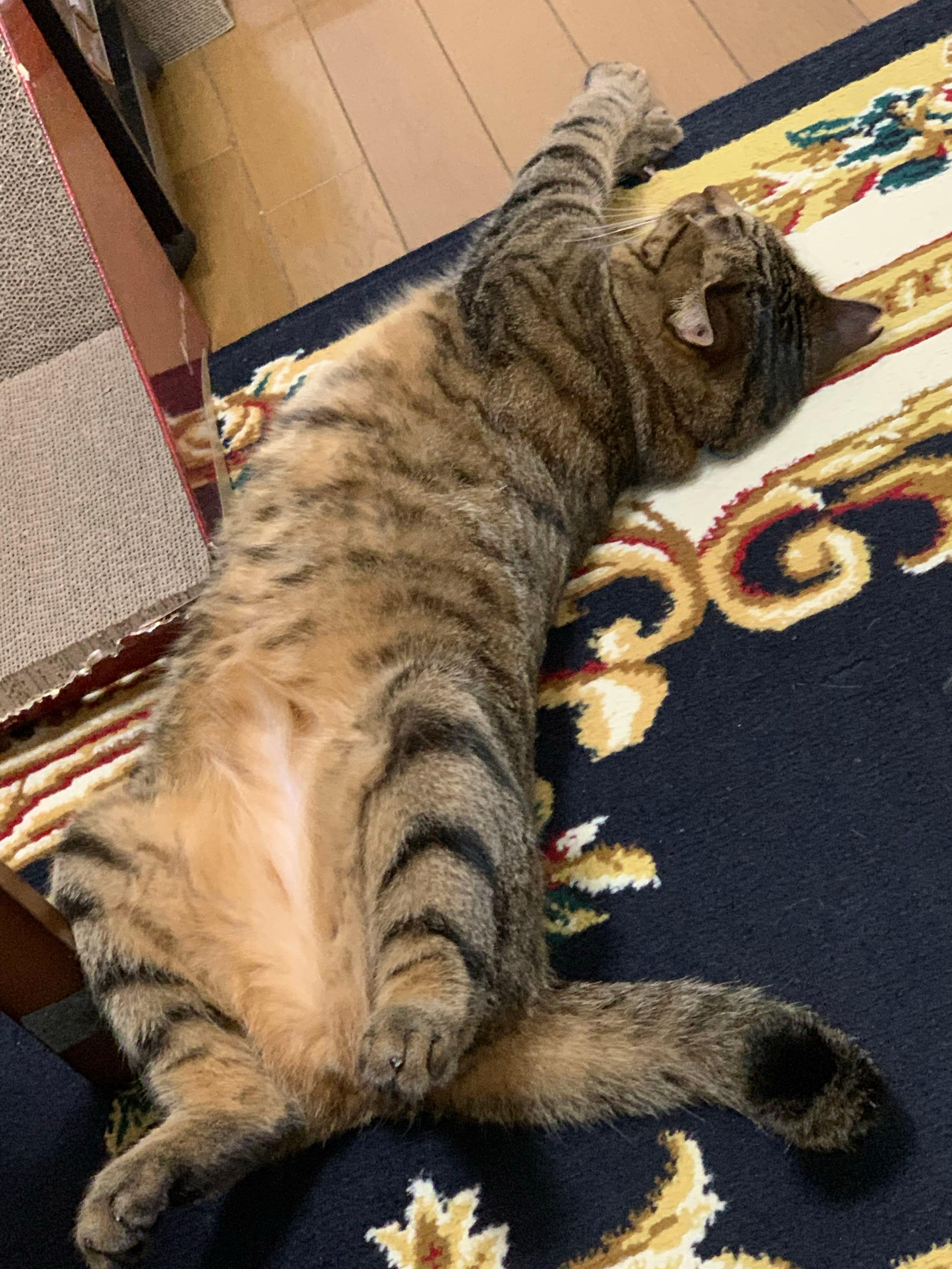 投稿の添付画像