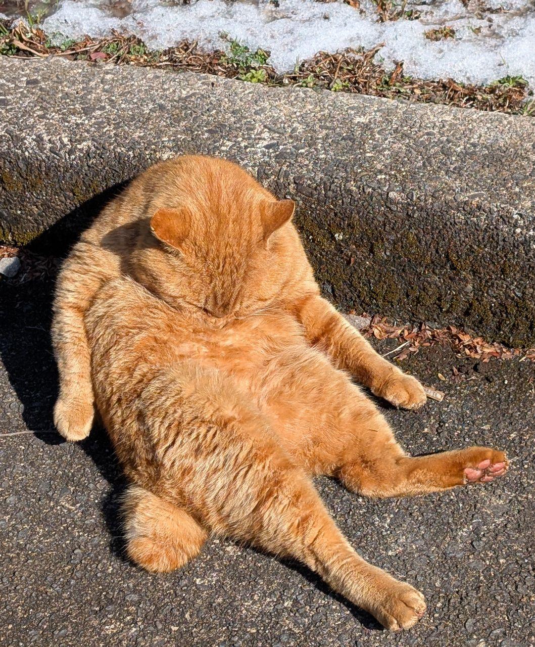 投稿の添付画像