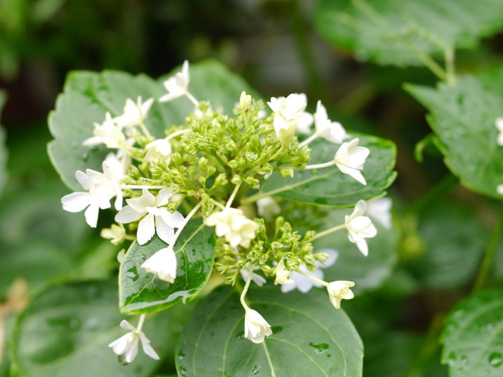 免疫療法とは何ですか?