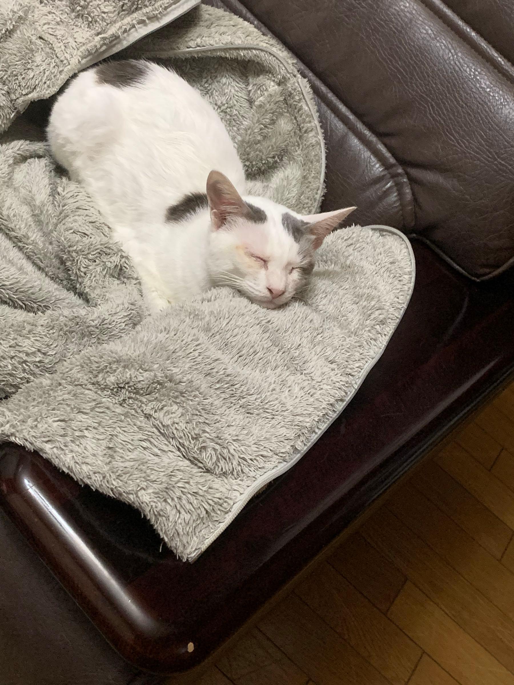 投稿の添付画像