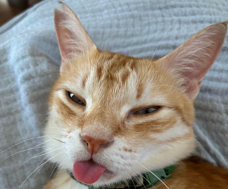 投稿の添付画像