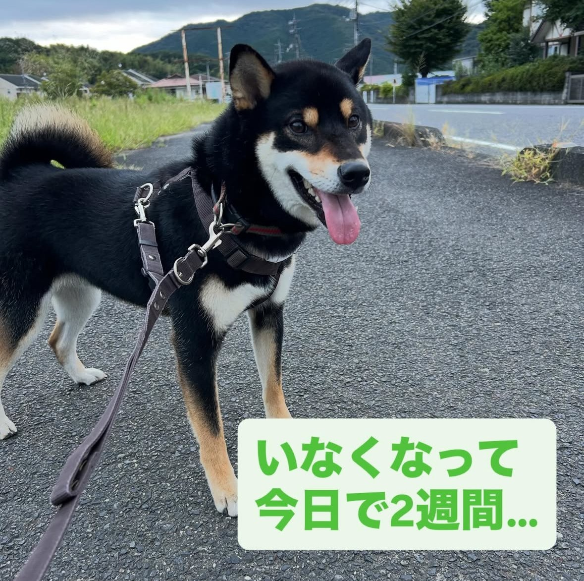 投稿の添付画像