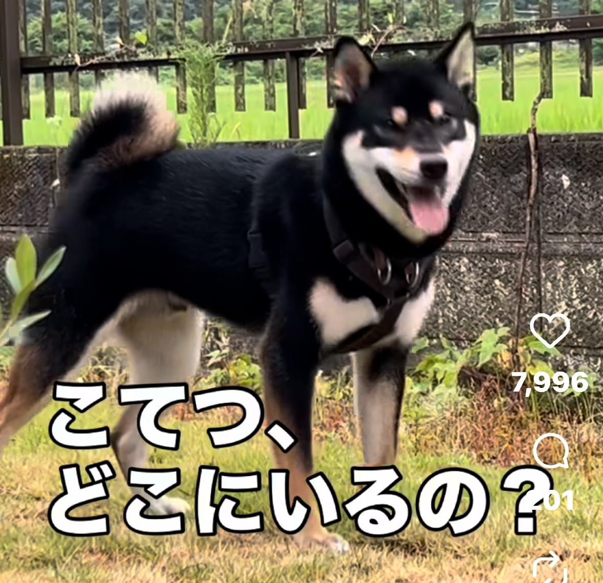 投稿の添付画像