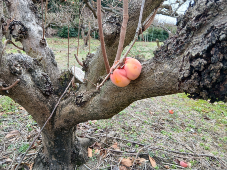 投稿の添付画像