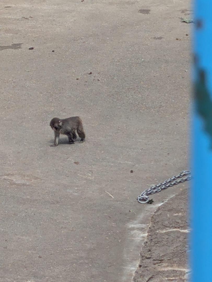 投稿の添付画像