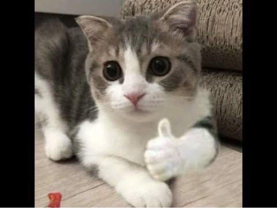 投稿の添付画像