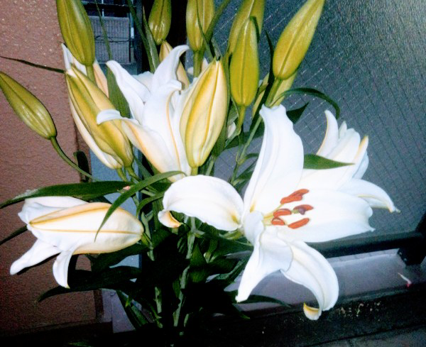 投稿の添付画像