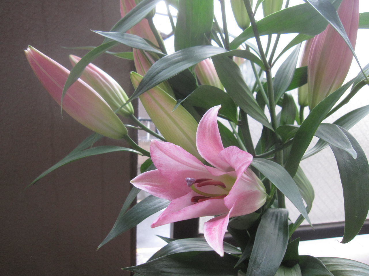 投稿の添付画像