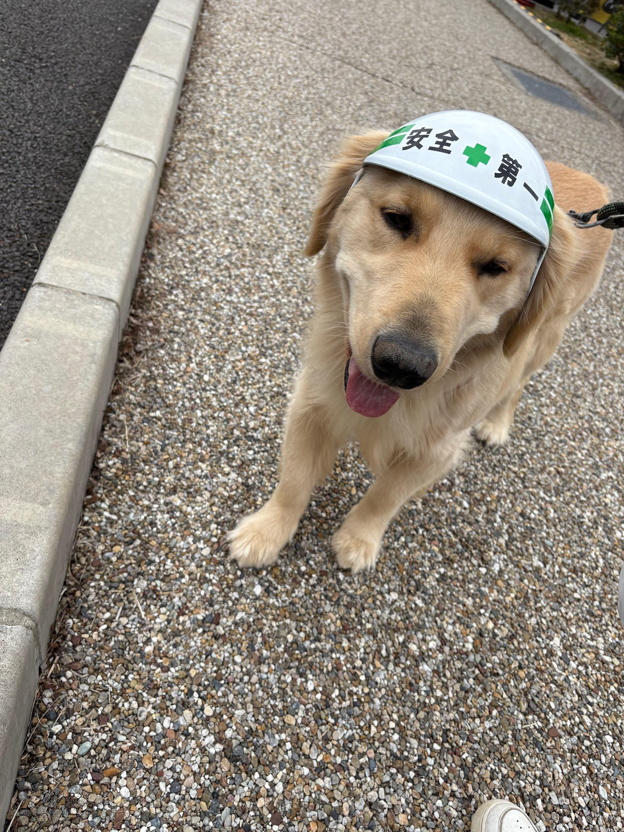 投稿の添付画像