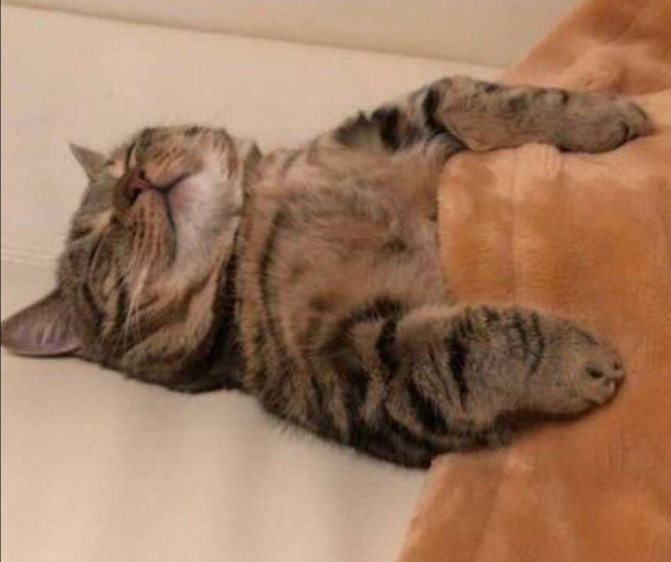 投稿の添付画像