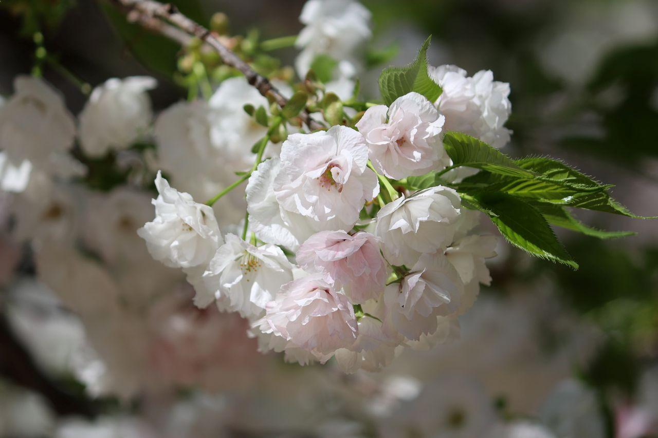 投稿の添付画像