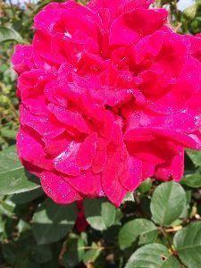 投稿の添付画像