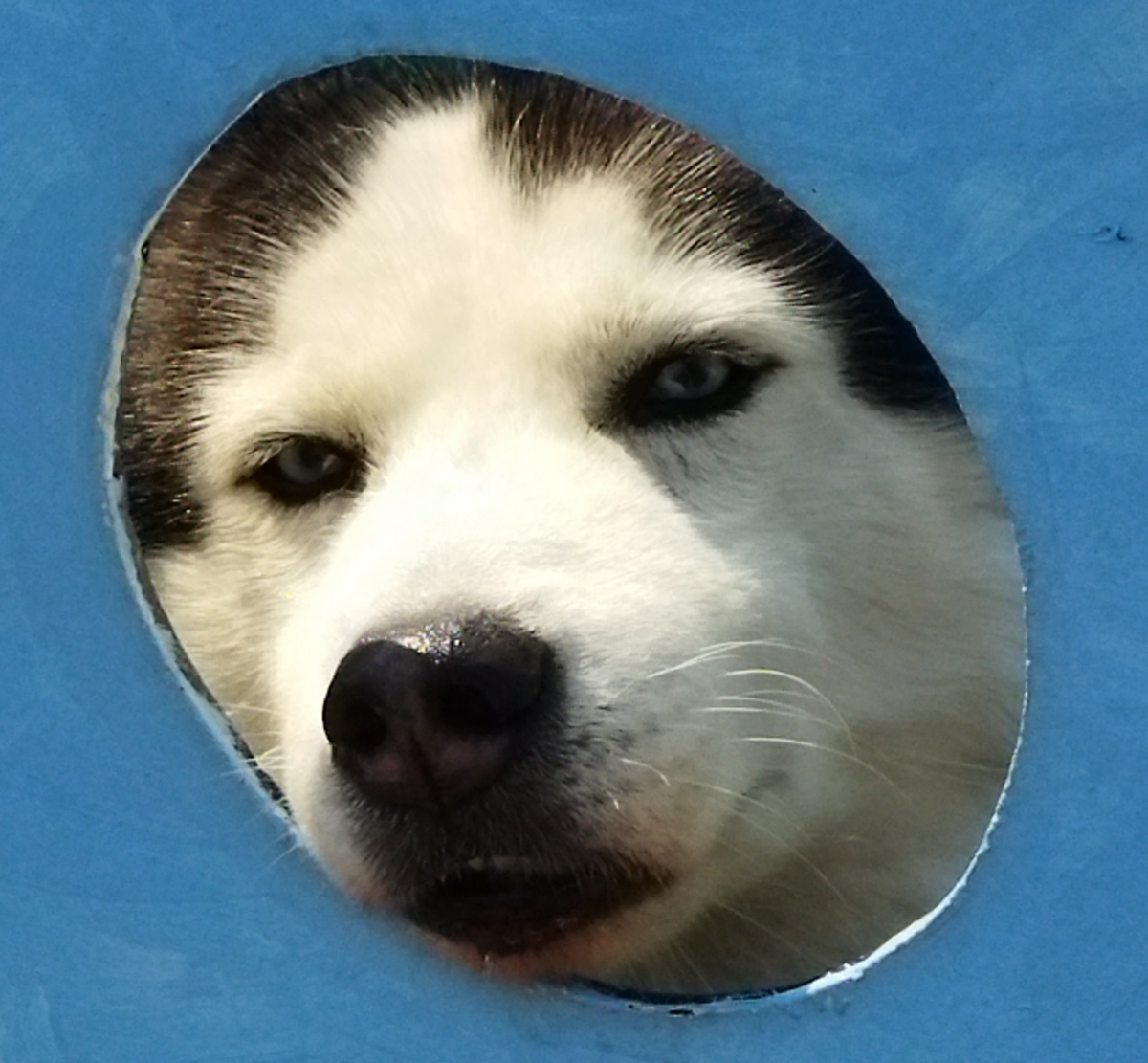 投稿の添付画像