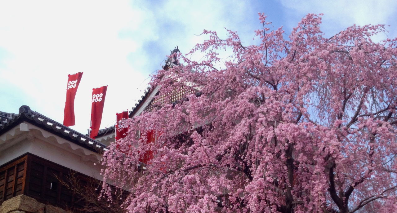 投稿の添付画像