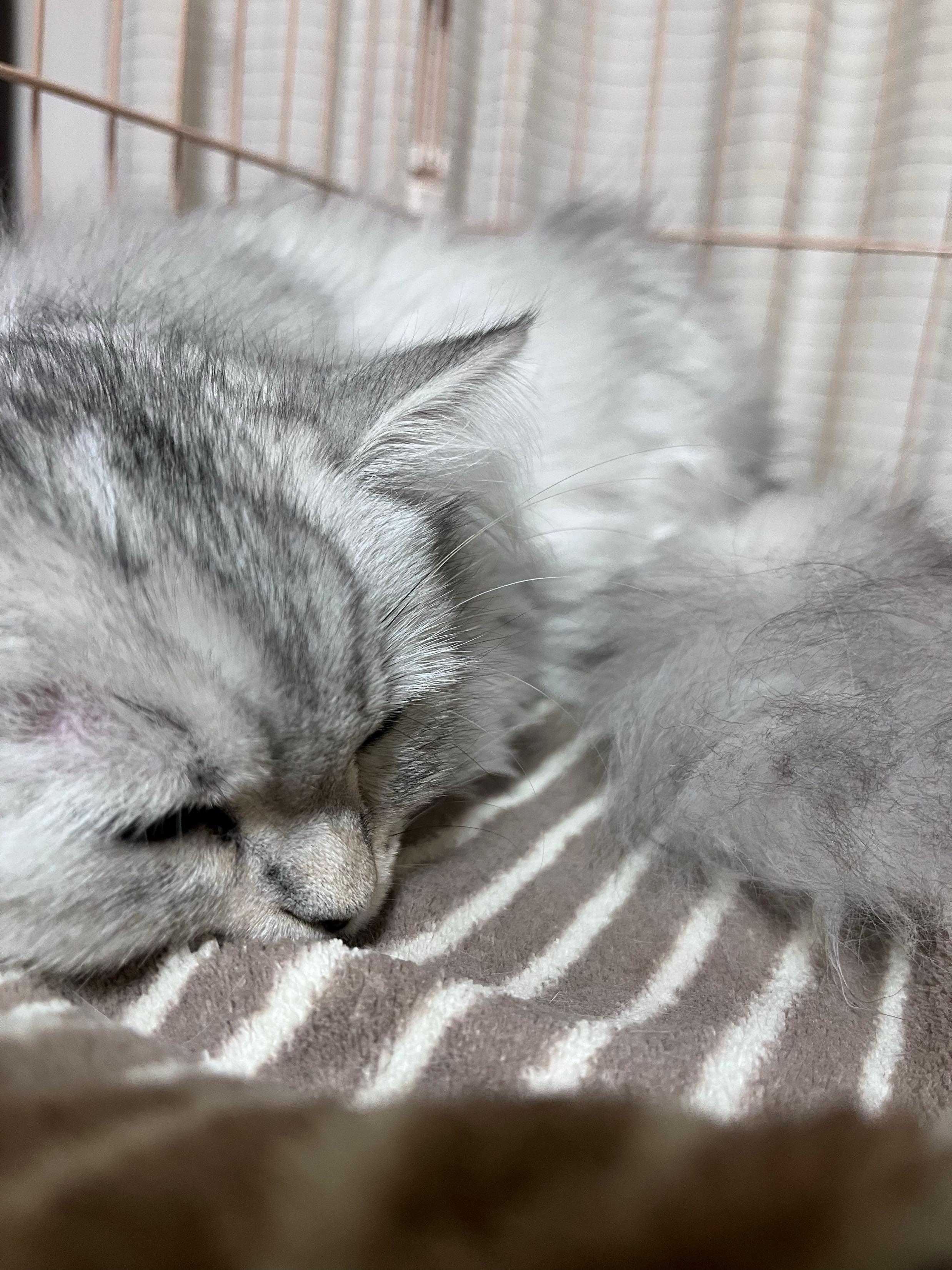 投稿の添付画像