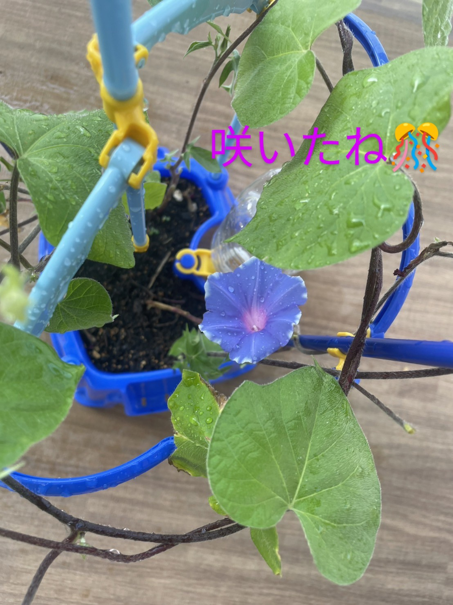 投稿の添付画像