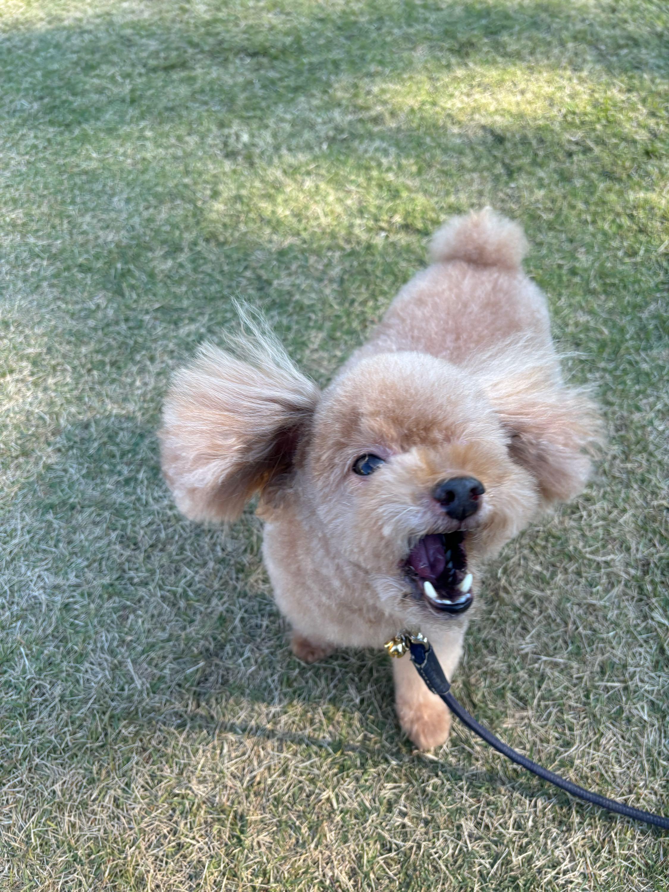 投稿の添付画像