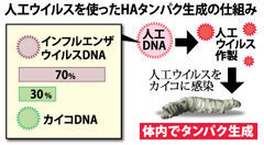 証券会社の注目記事はどうか 人工ウイルスそのものか 参考文献 コロナウィルスには見られないHIV(AIDS)ウィルスの様な挿入を発見しました。 とな
