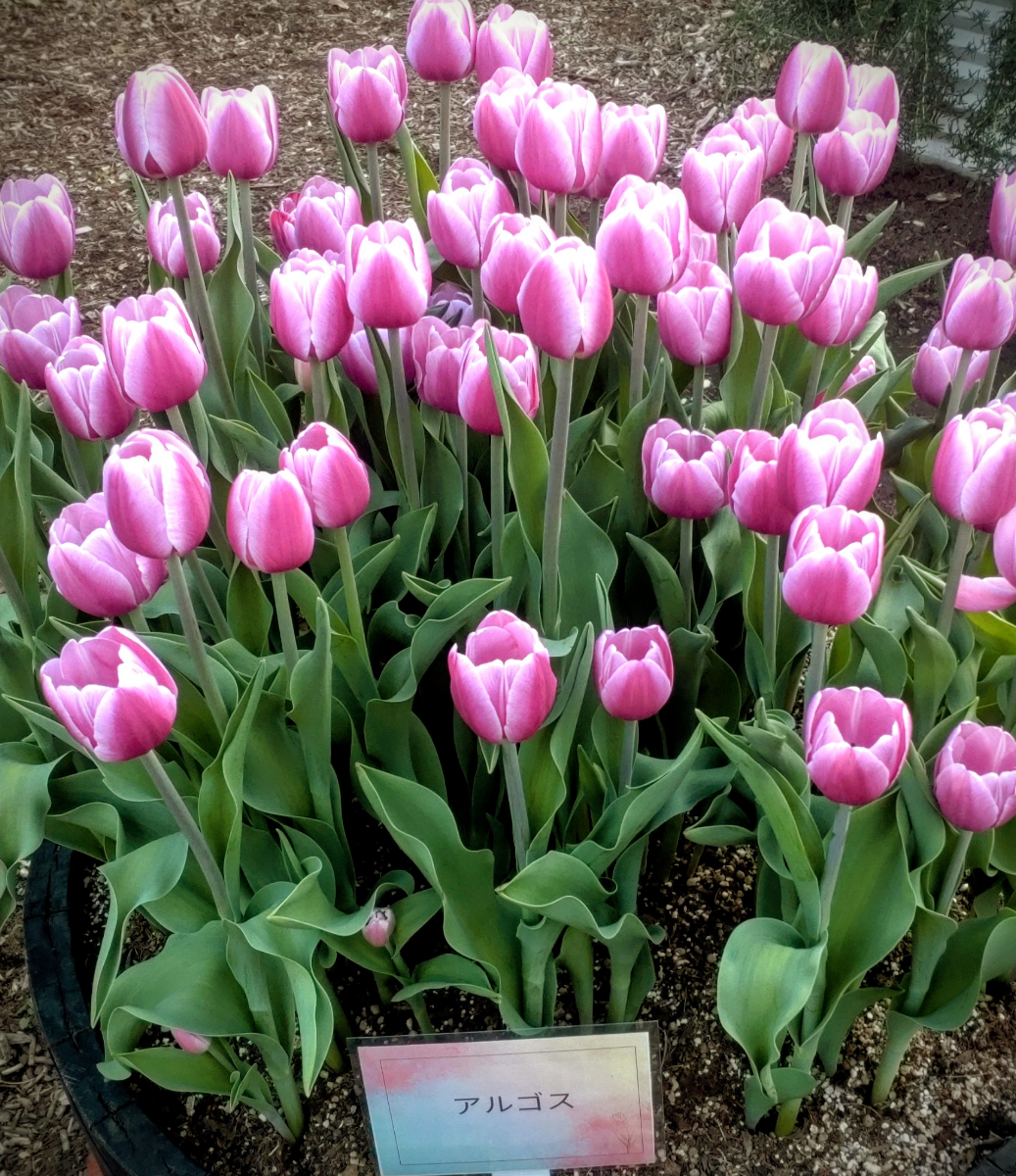 投稿の添付画像