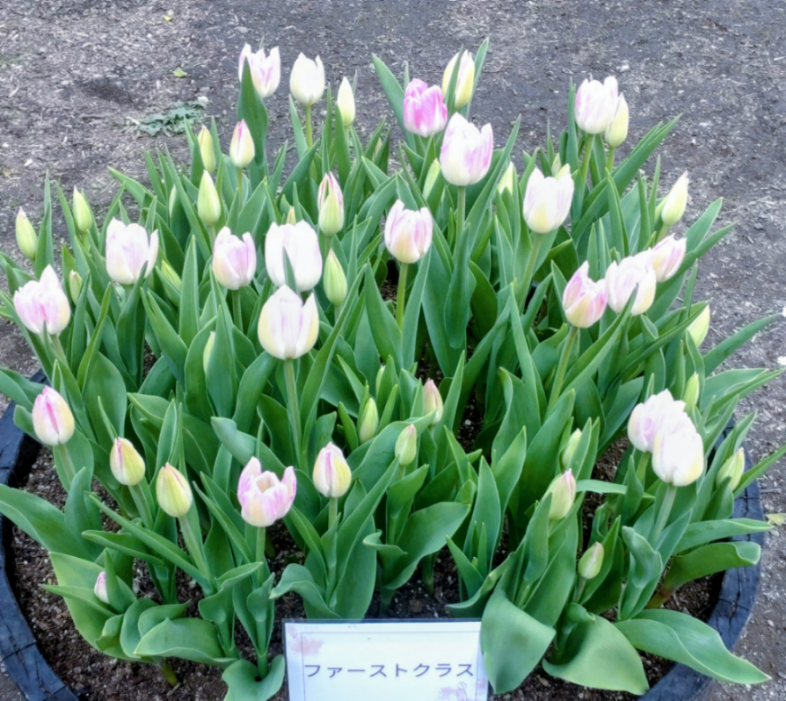 投稿の添付画像