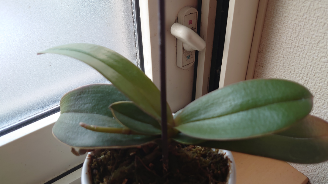 投稿の添付画像