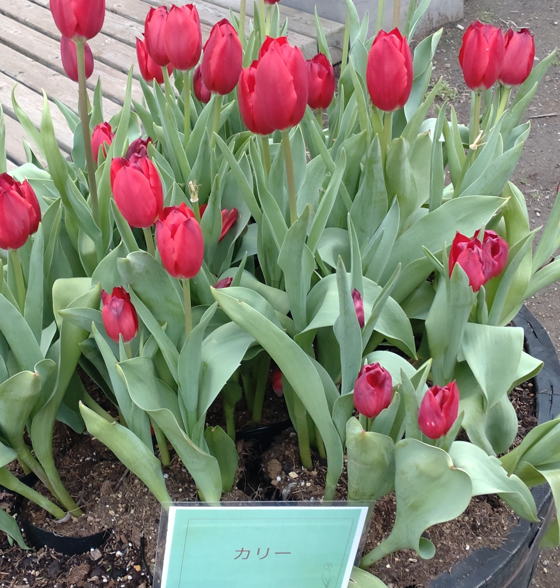 投稿の添付画像