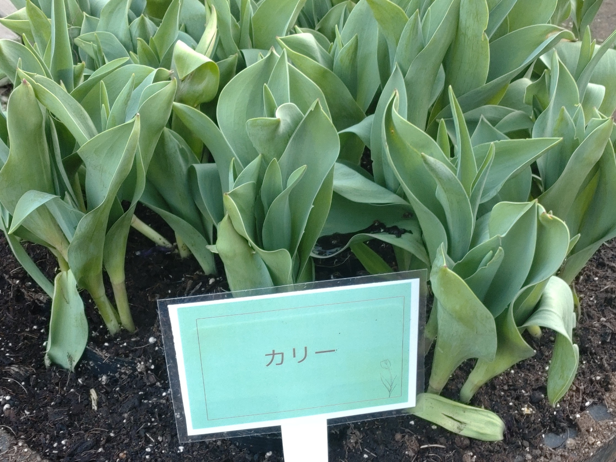 投稿の添付画像