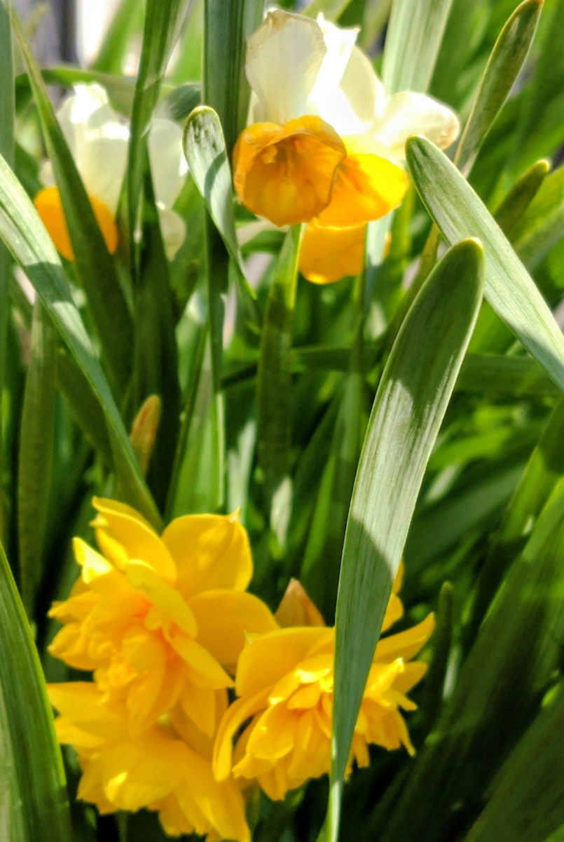 投稿の添付画像