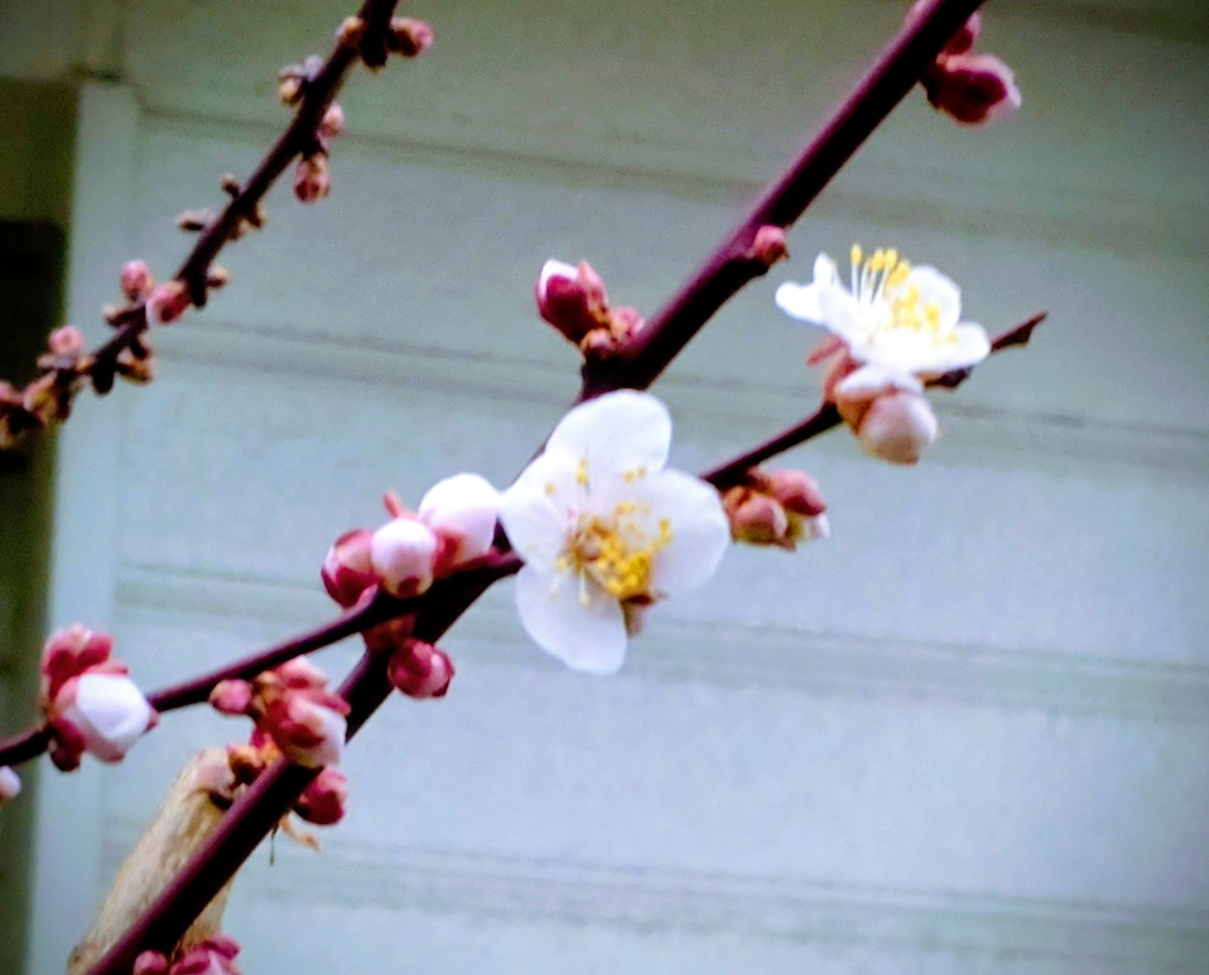 投稿の添付画像