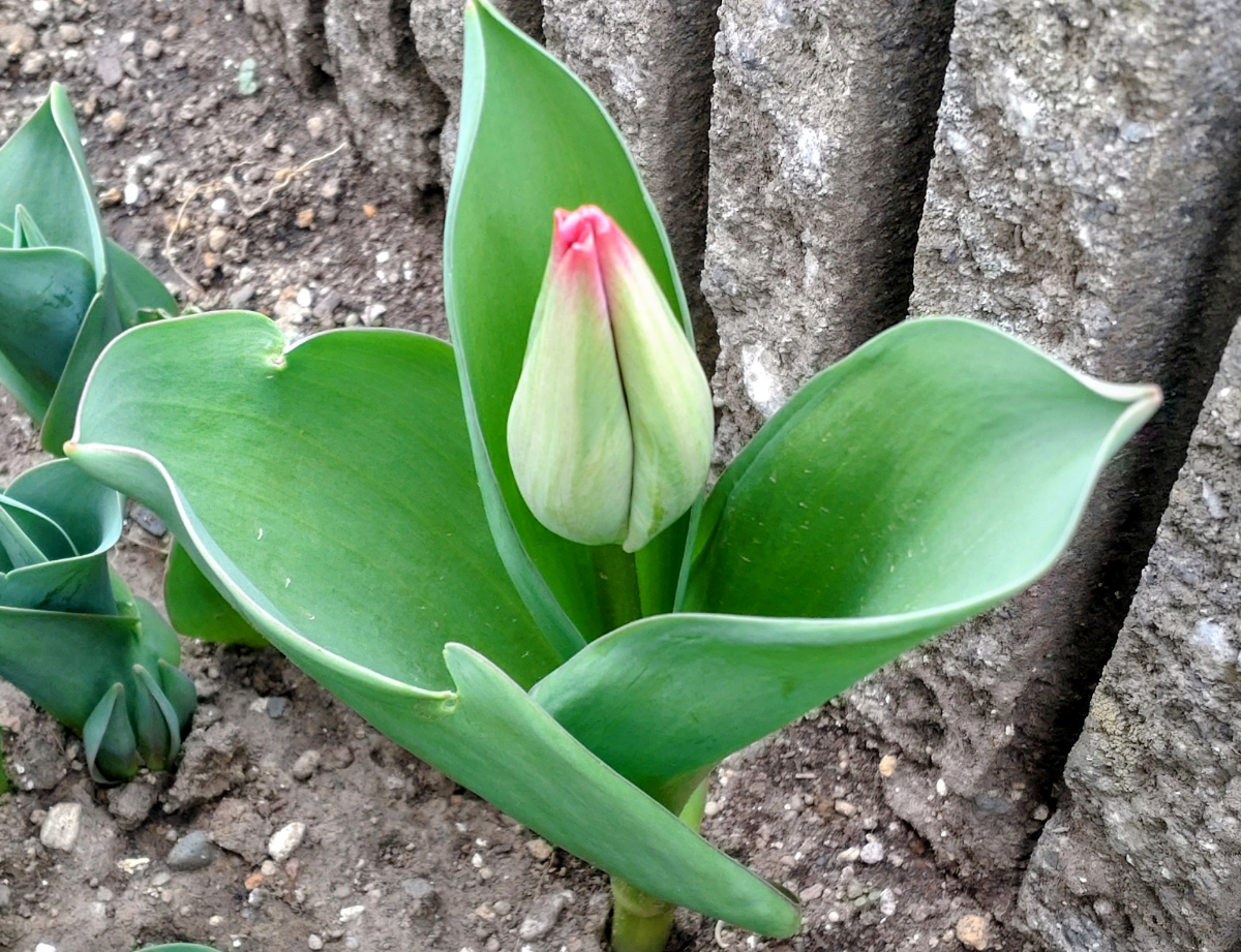 投稿の添付画像