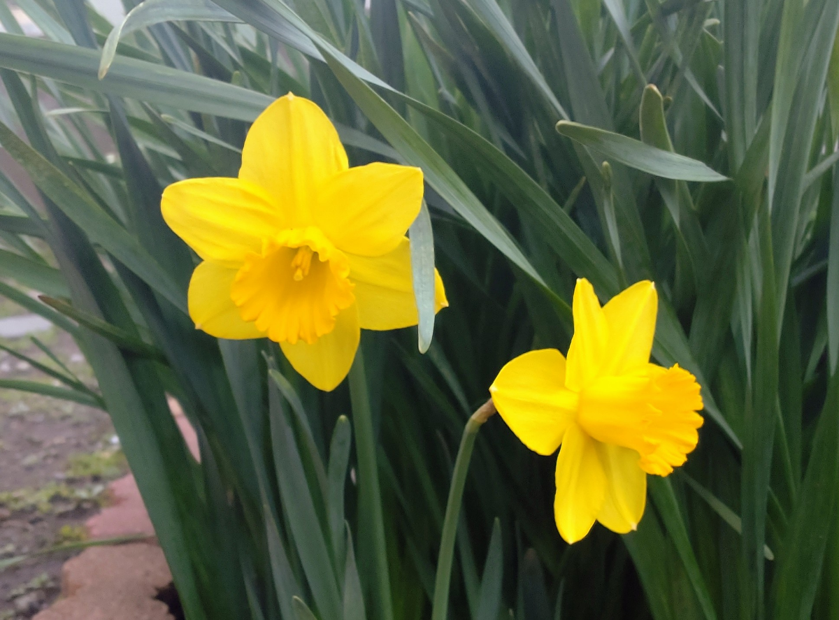 投稿の添付画像