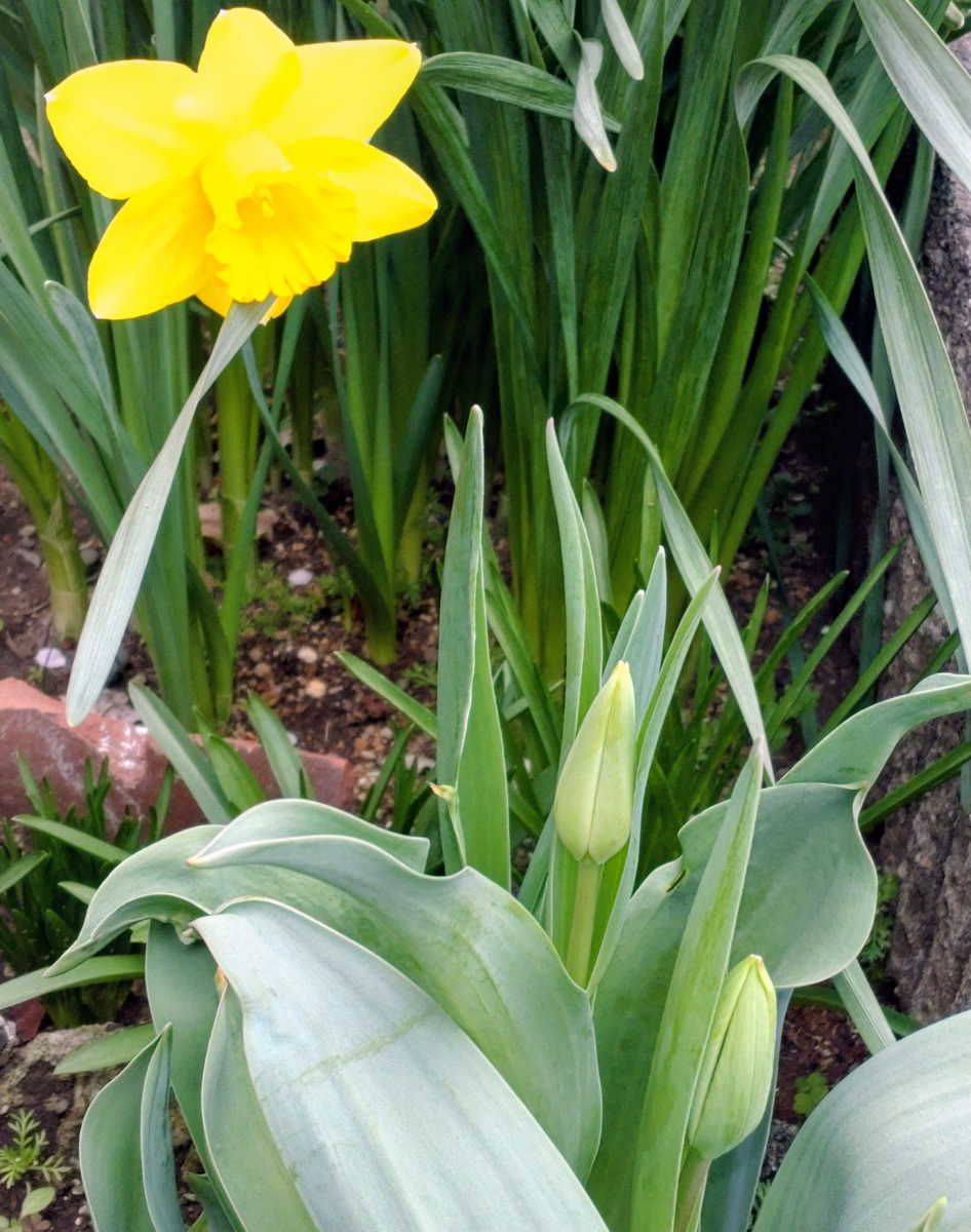 投稿の添付画像