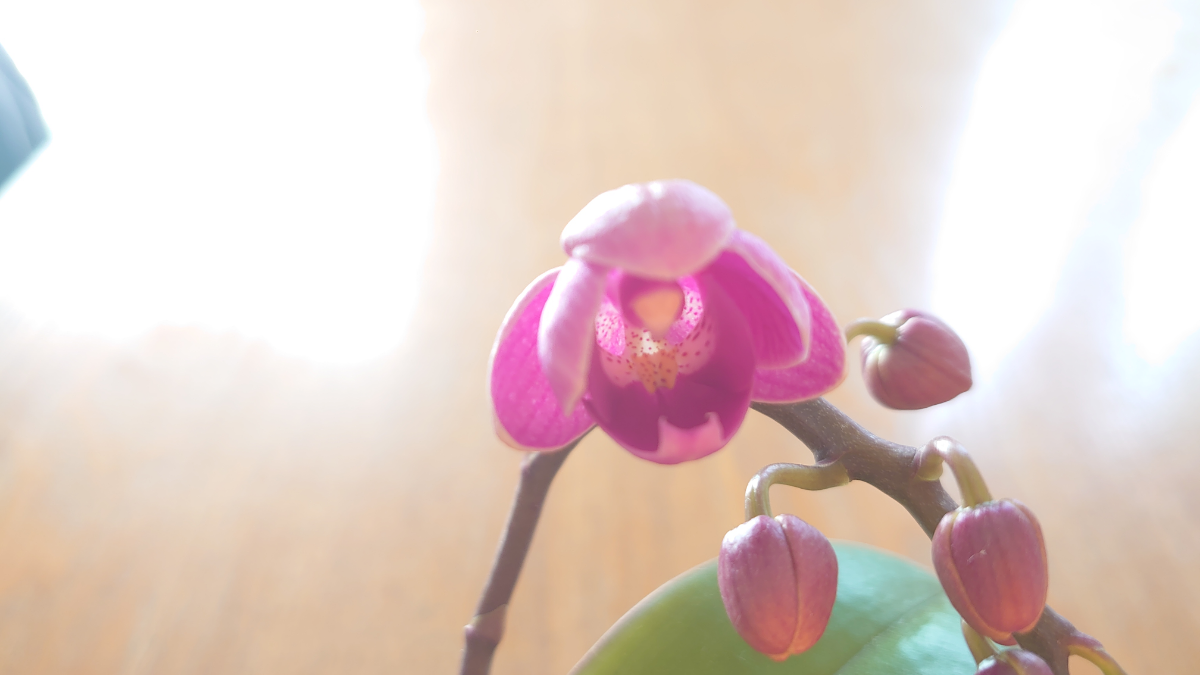 投稿の添付画像