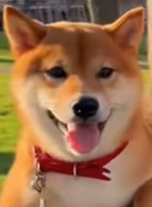 投稿の添付画像