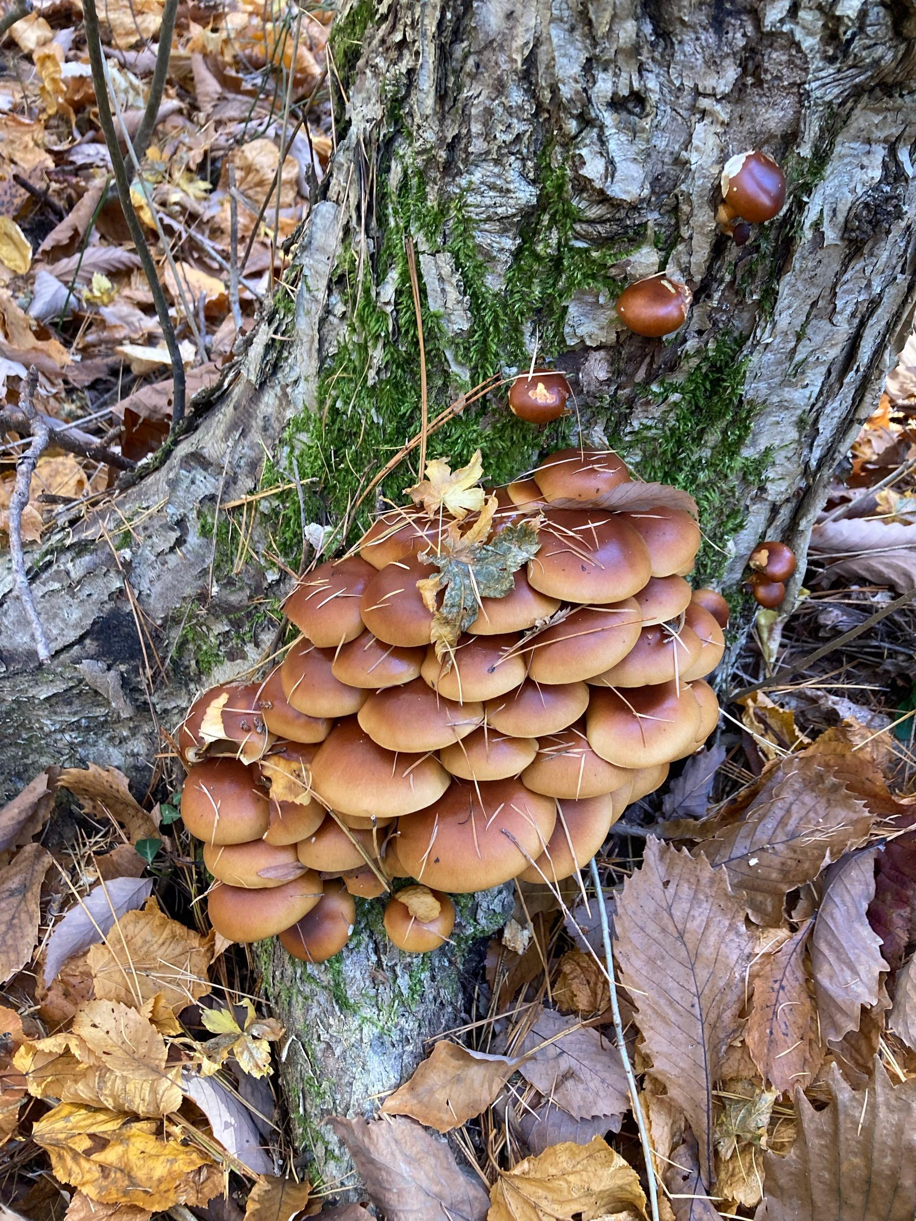 投稿の添付画像