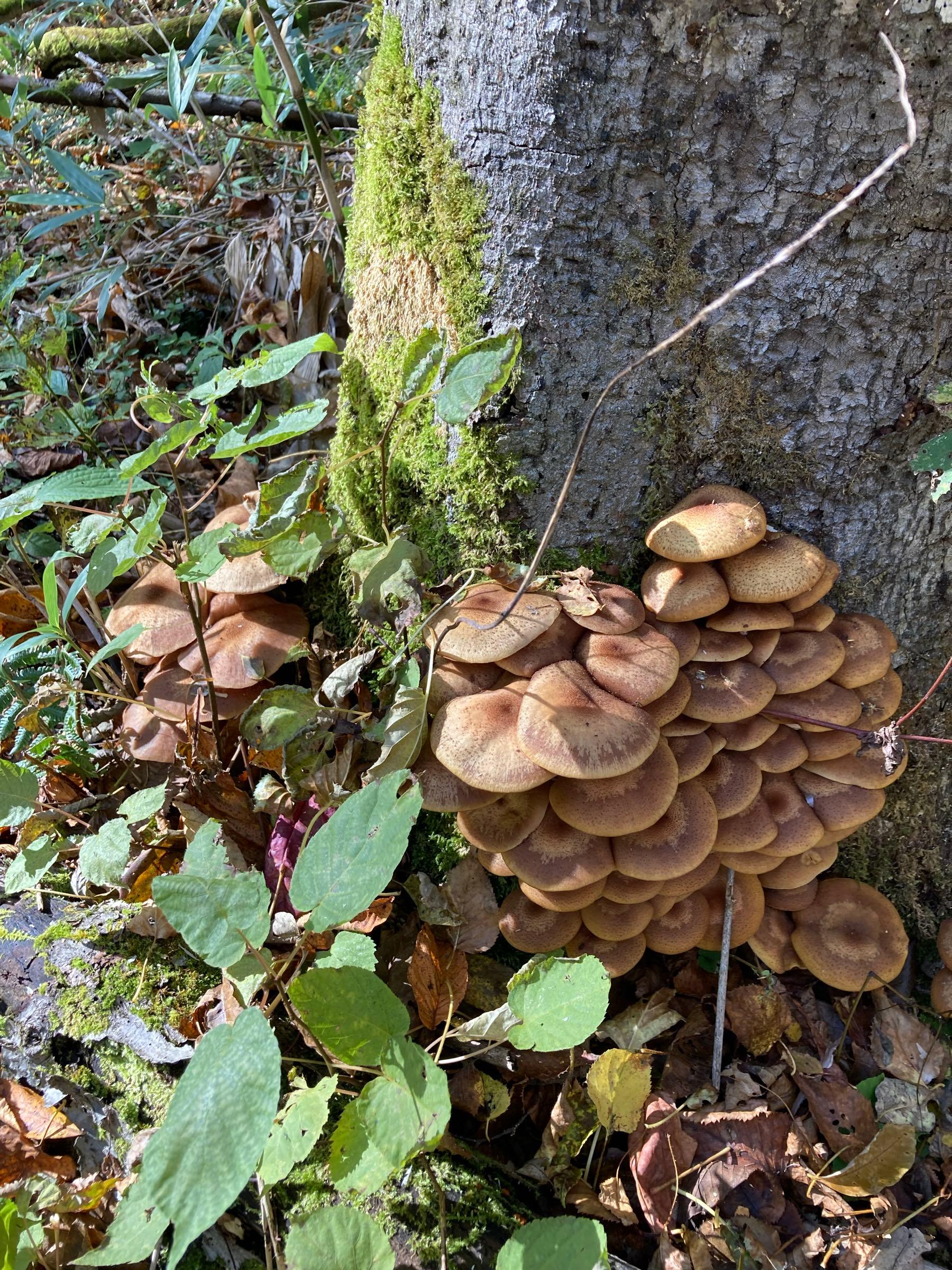 投稿の添付画像